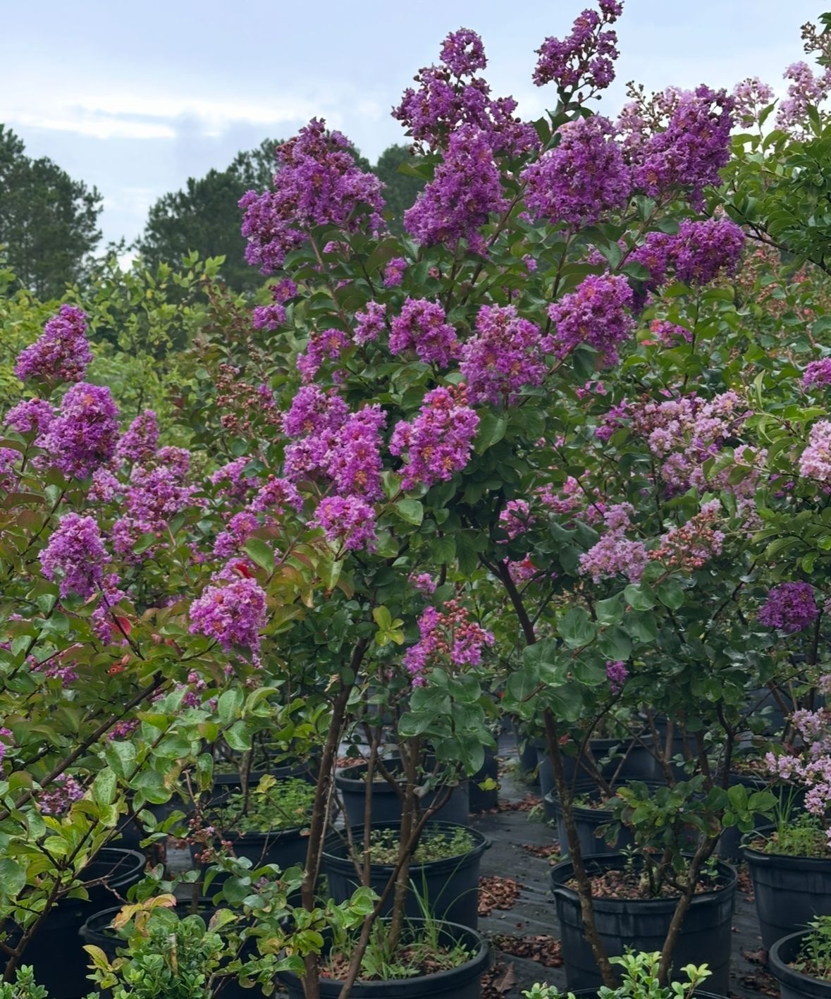 Purple flowers are growing on a tree in a garden