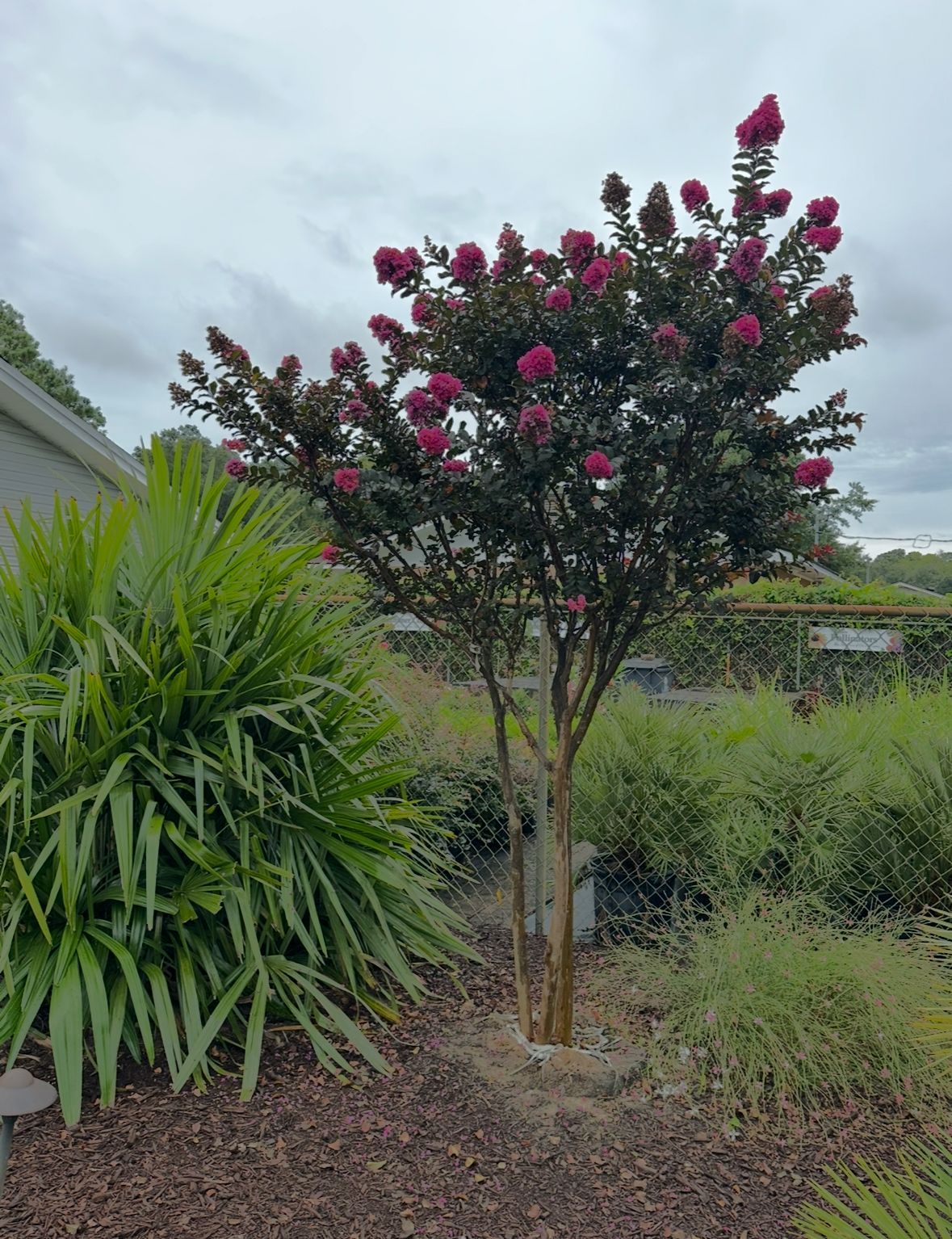 A small tree with purple flowers is in a garden.