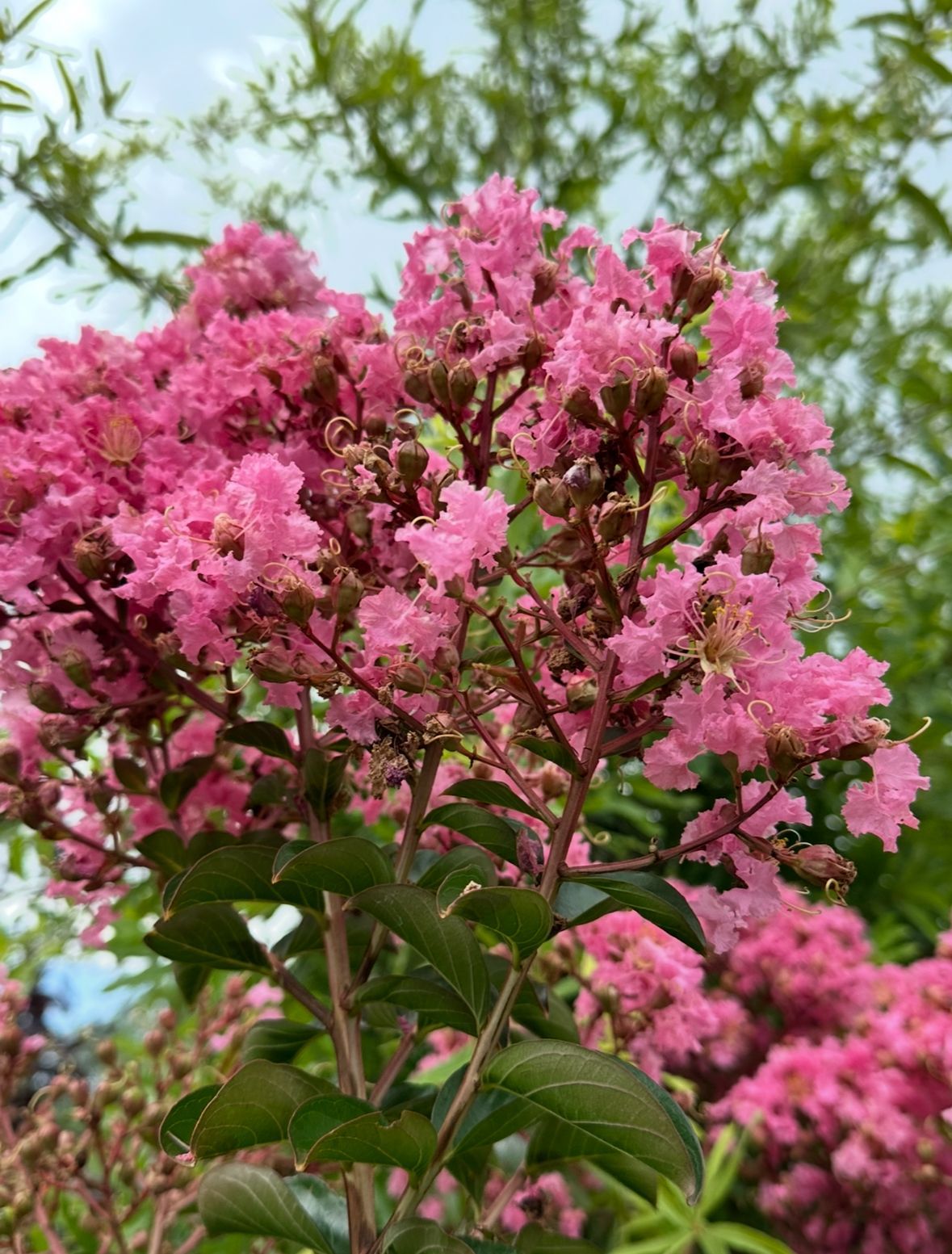 A close up of a bush with pink flowers and green leaves.