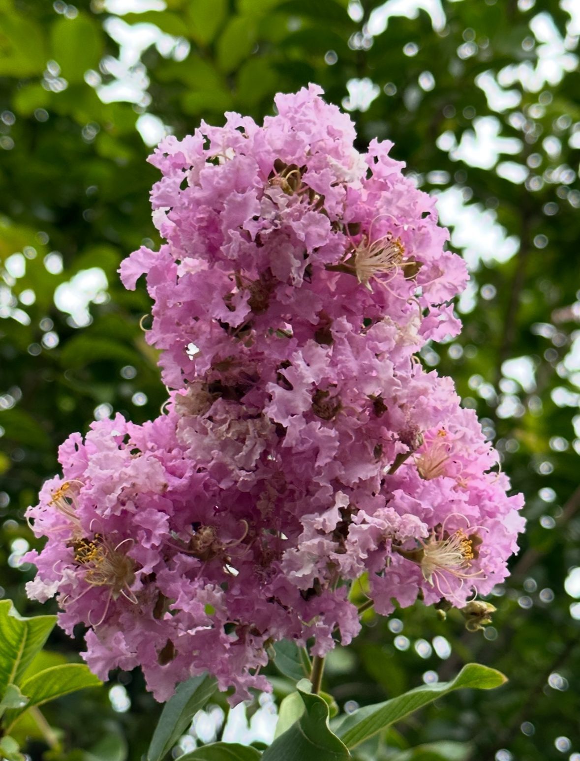 A bunch of purple flowers are growing on a tree