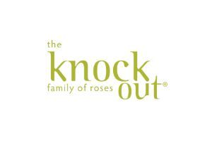 Knock Out Family Of Roses