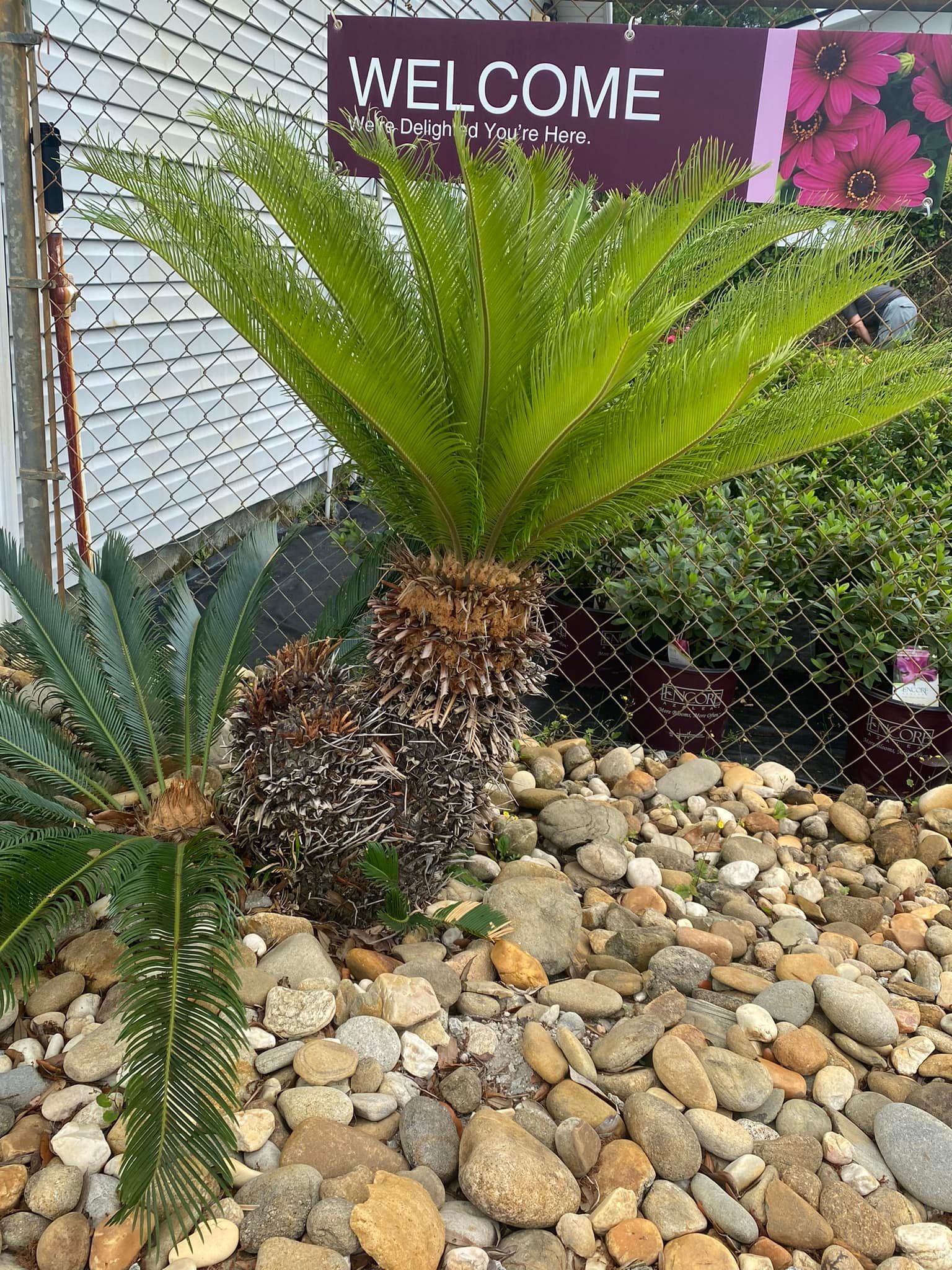 A palm tree is surrounded by rocks and a welcome sign.