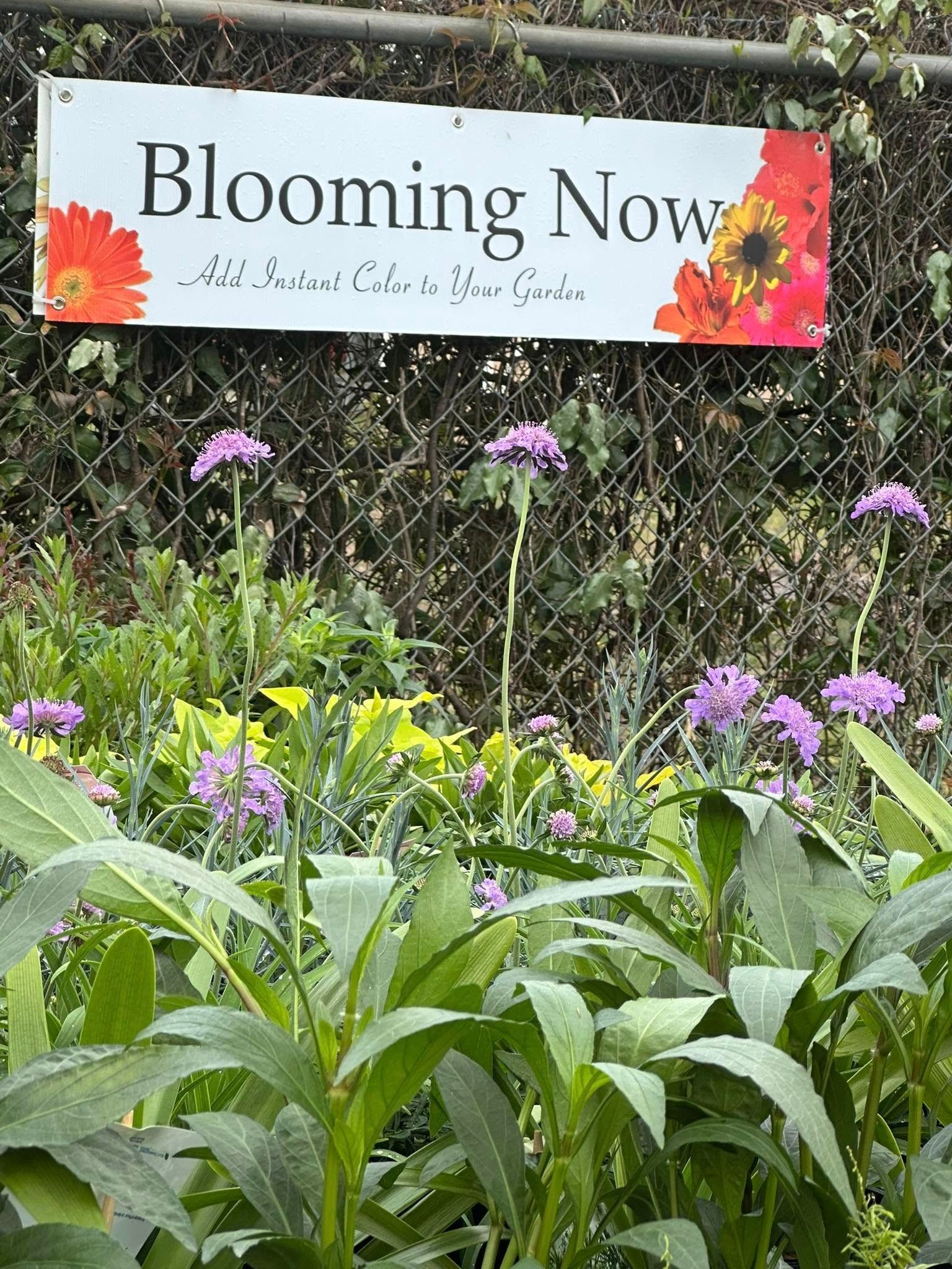 A sign that says `` blooming now '' is hanging over a garden with purple flowers.