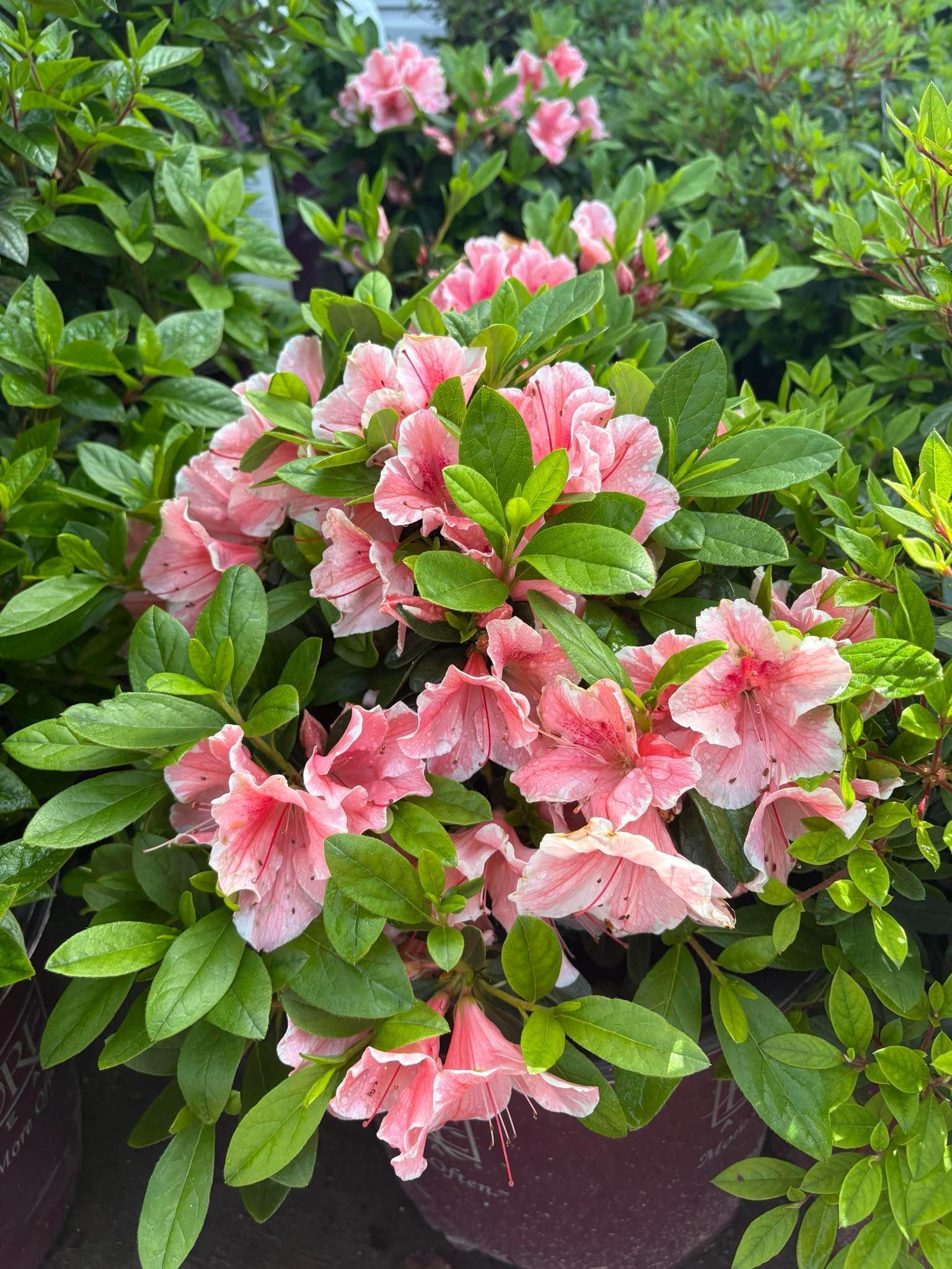 A bush with pink flowers and green leaves is growing in a pot.