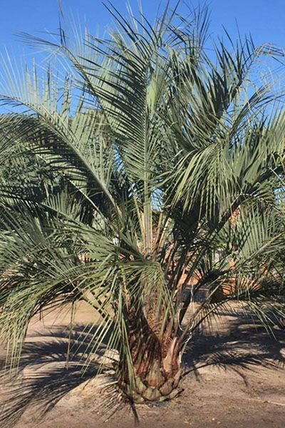 A palm tree with lots of leaves is growing in the desert.