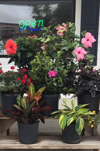 A bunch of potted plants are sitting on a shelf in front of a window.