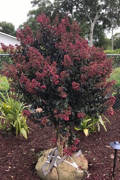 A large tree with red flowers is sitting in a garden.