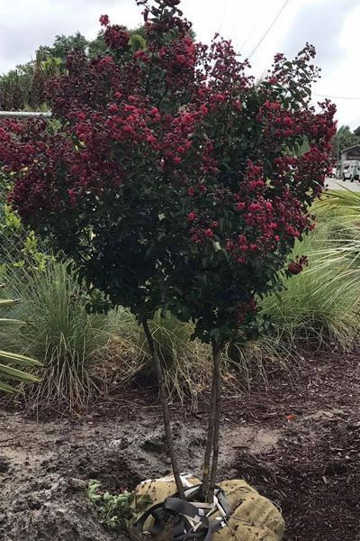 A tree with red flowers is sitting in the dirt in a garden.