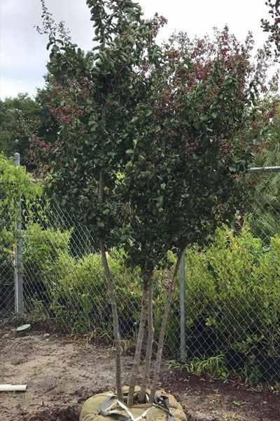 A large tree is sitting in the dirt in front of a chain link fence.