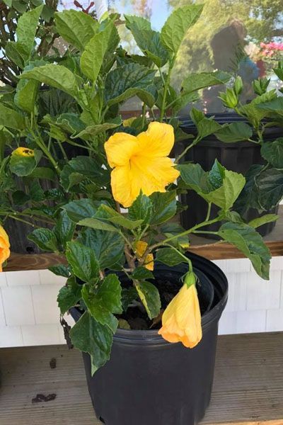 A yellow hibiscus plant in a black pot is sitting on a shelf.