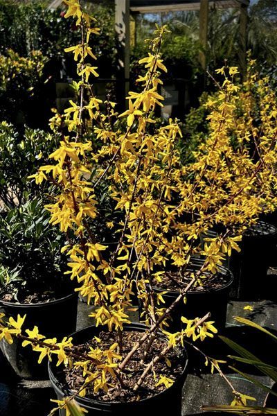 A bunch of potted plants with yellow flowers on them