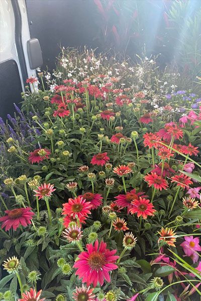 A bunch of flowers are sitting in the back of a van.
