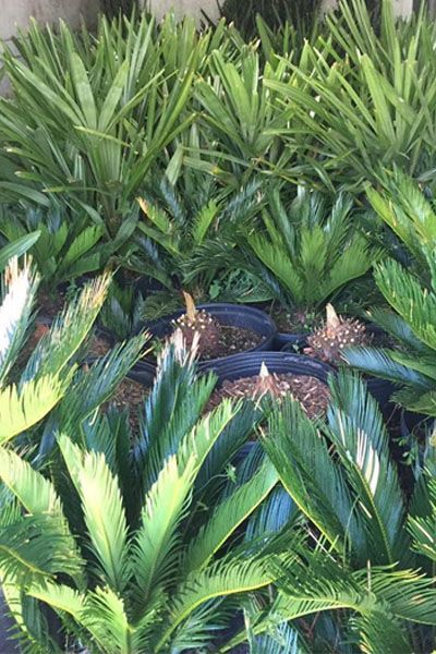 A bunch of plants are sitting on top of each other in a garden.