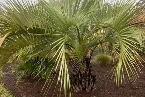 A palm tree with lots of leaves is growing in the dirt.