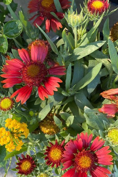 A bunch of red and yellow flowers with green leaves