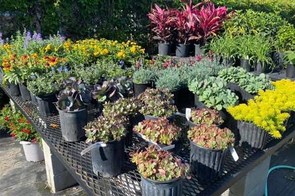 A bunch of potted plants are sitting on a table.