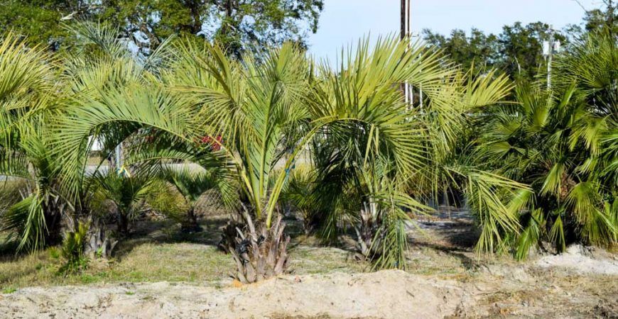 A garden filled with lots of potted plants and flowers.