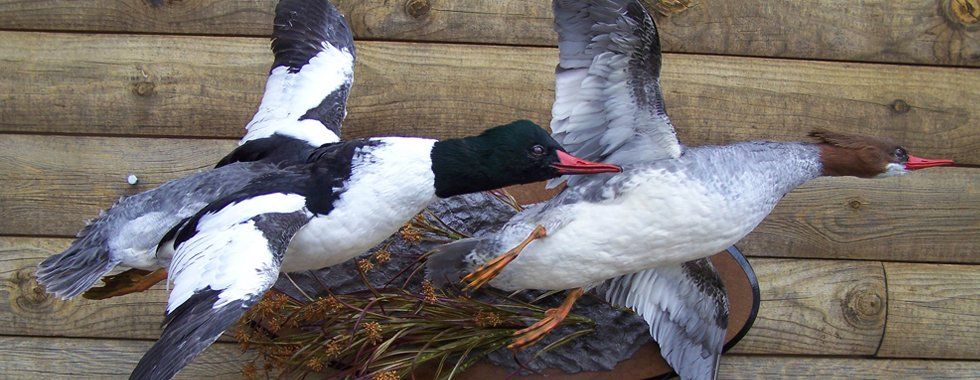 Birds taxidermy