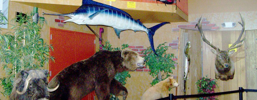Life size taxidermy