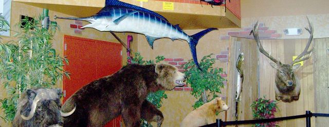 Majestic Mounts Taxidermy