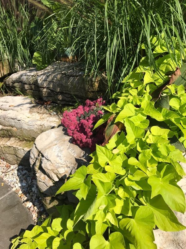 a lush green garden with lots of plants and flowers