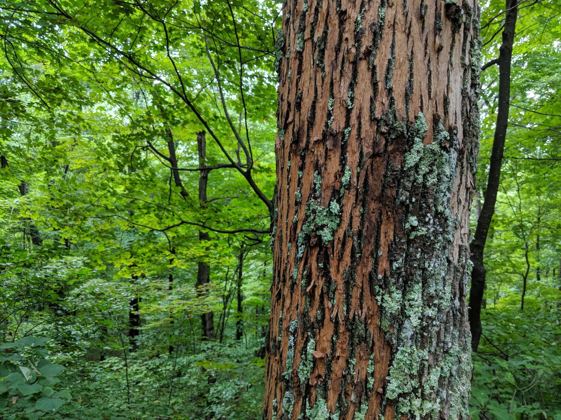Tree trunk with rough, textured bark in a lush green forest setting.