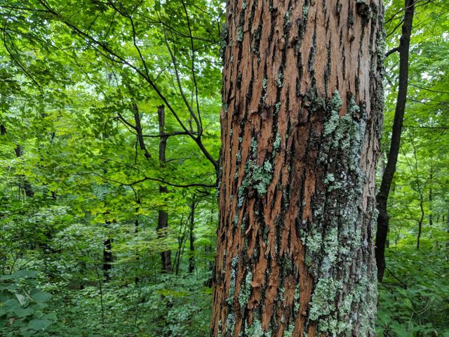 Tree trunk with rough, textured bark in a lush green forest setting.