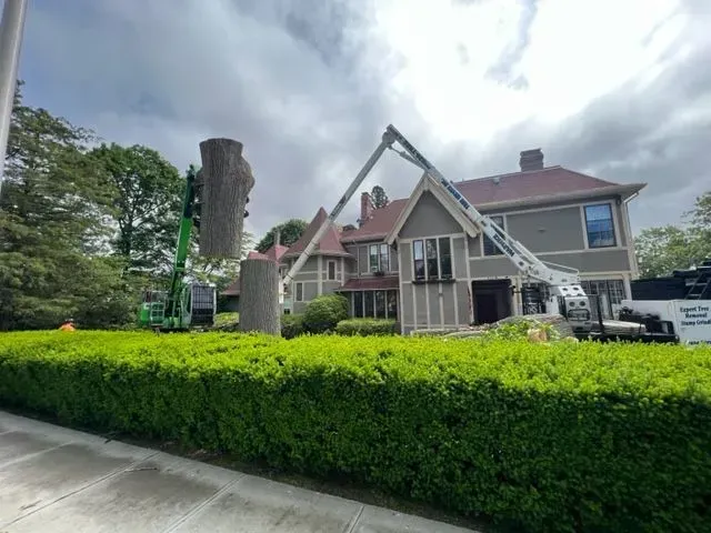 Tree removal: A lift truck hoists a large tree trunk. House in background. Green hedge in front.
