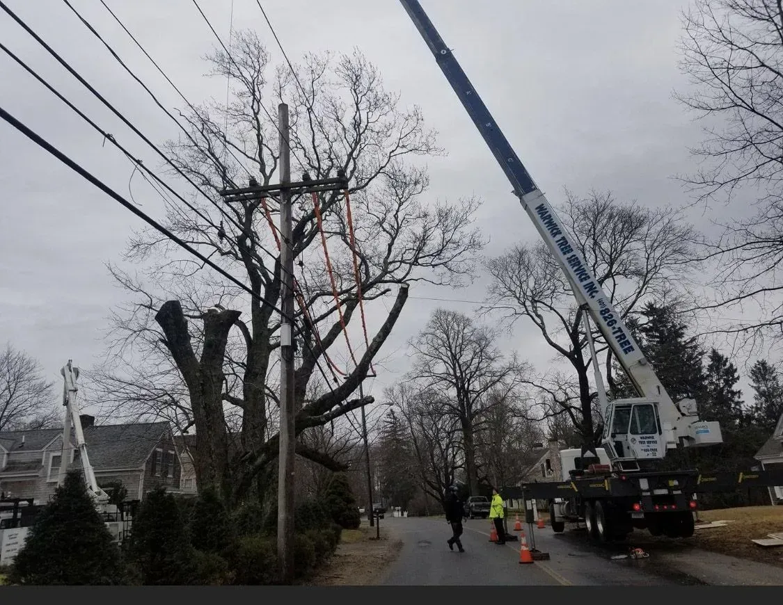 Power lines, utility pole, crane, and workers on a street. Tree branches pruned; overcast sky.