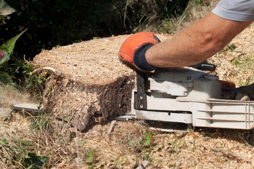 Gloved hand using a chainsaw to cut a tree stump outdoors.