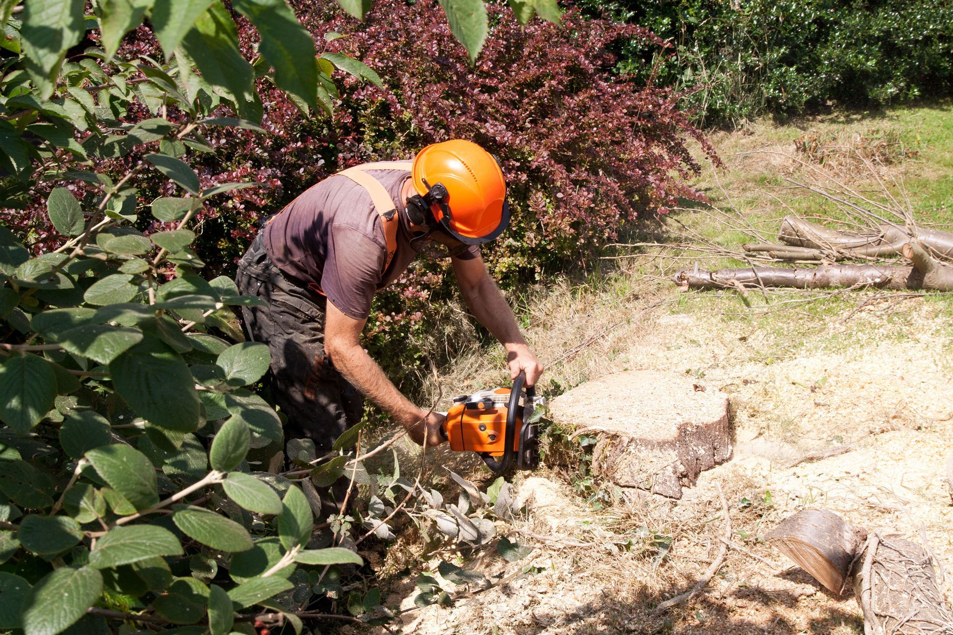Worker using a chainsaw to cut a log on a wooded hillside