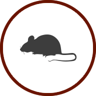 MICE AND RATS