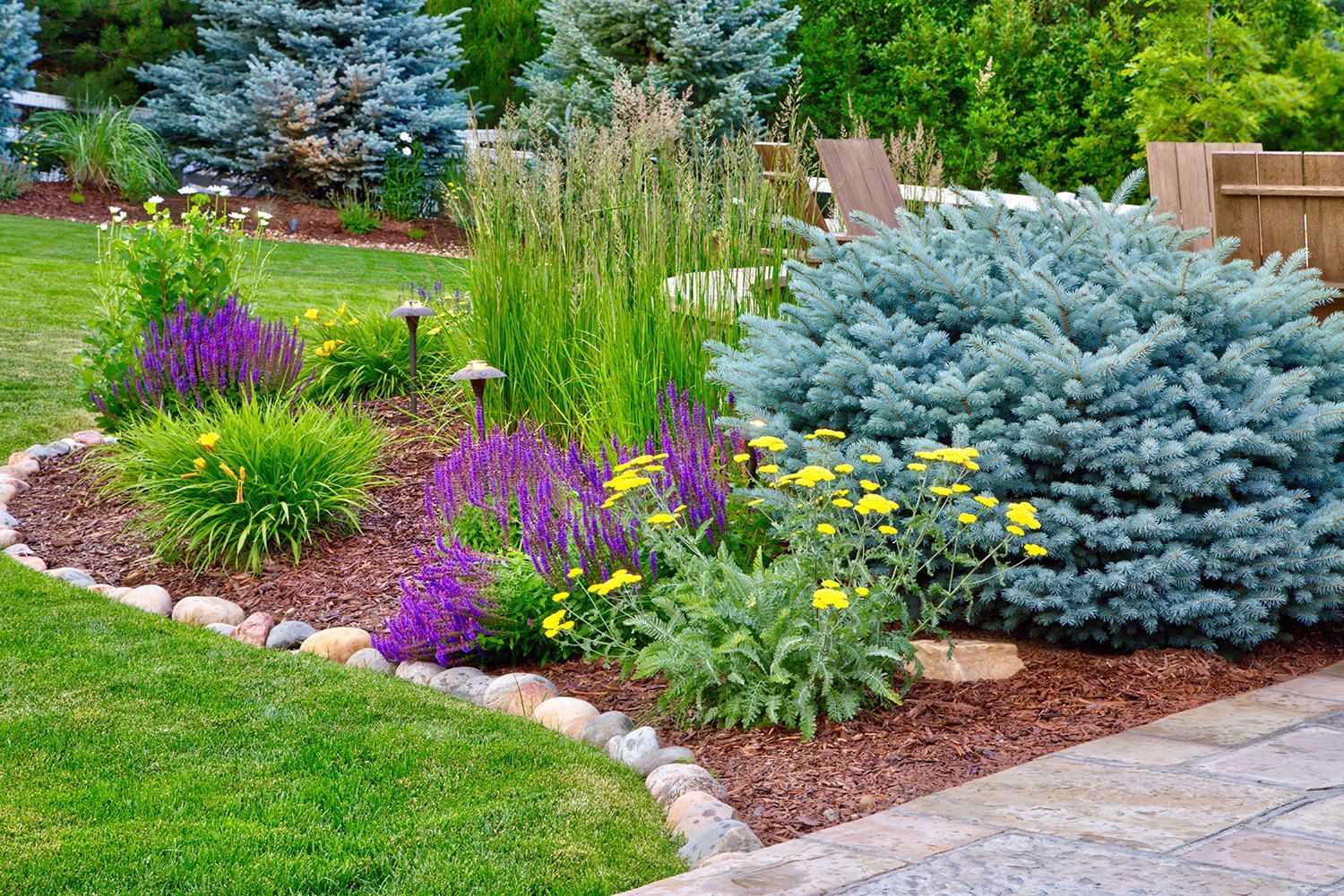 A garden bed features purple flowers, yellow yarrow, tall grasses, and a large blue spruce bush, bordered by stones.