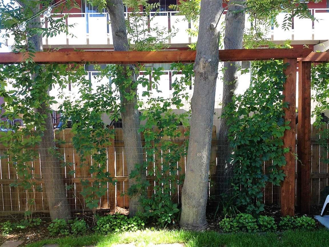 Wooden fence with trees growing through it, supporting a wooden pergola, lush green foliage.