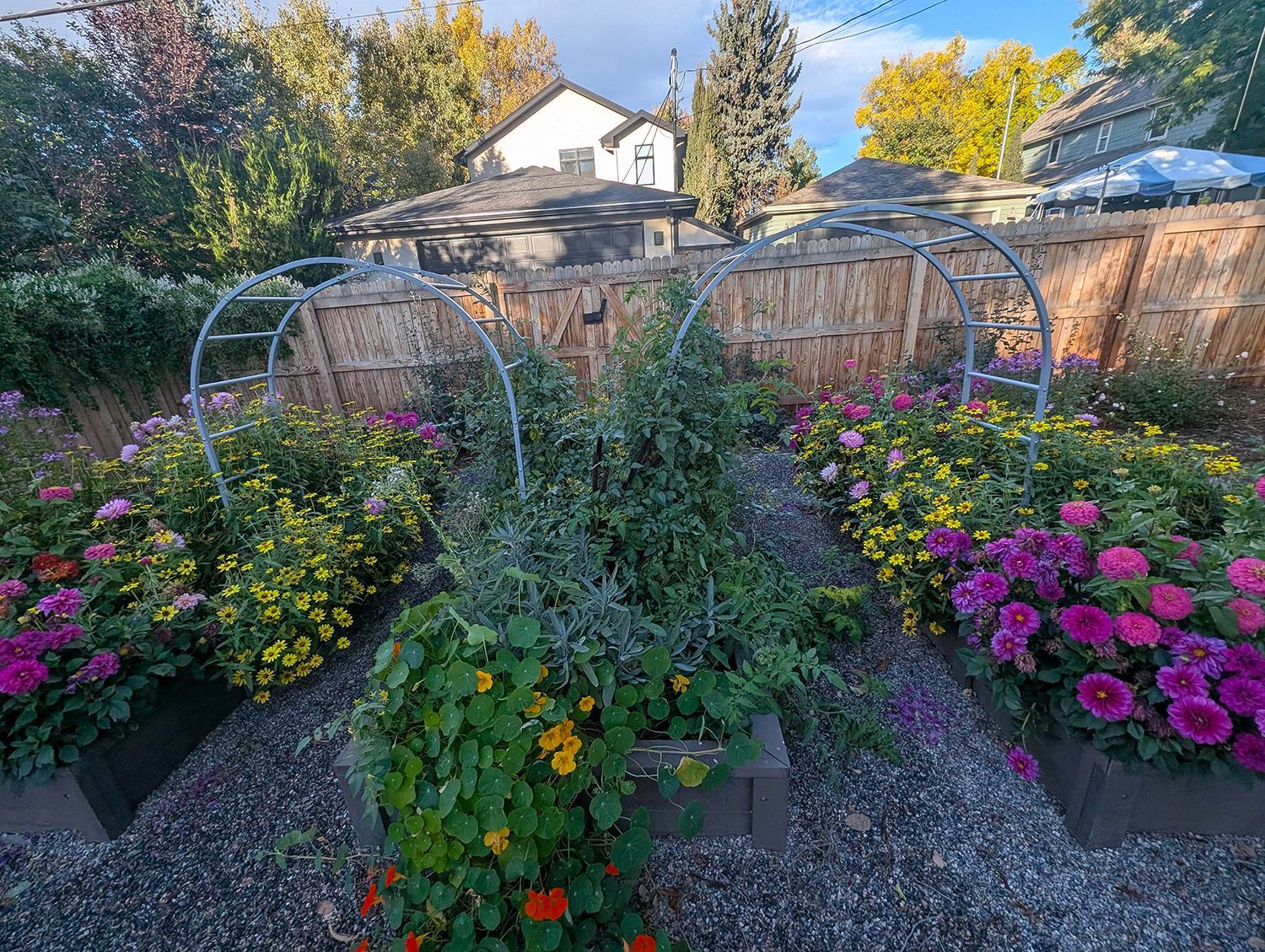 Two raised garden beds with metal arch trellises, overflowing with vibrant pink, yellow, and green foliage in a yard.