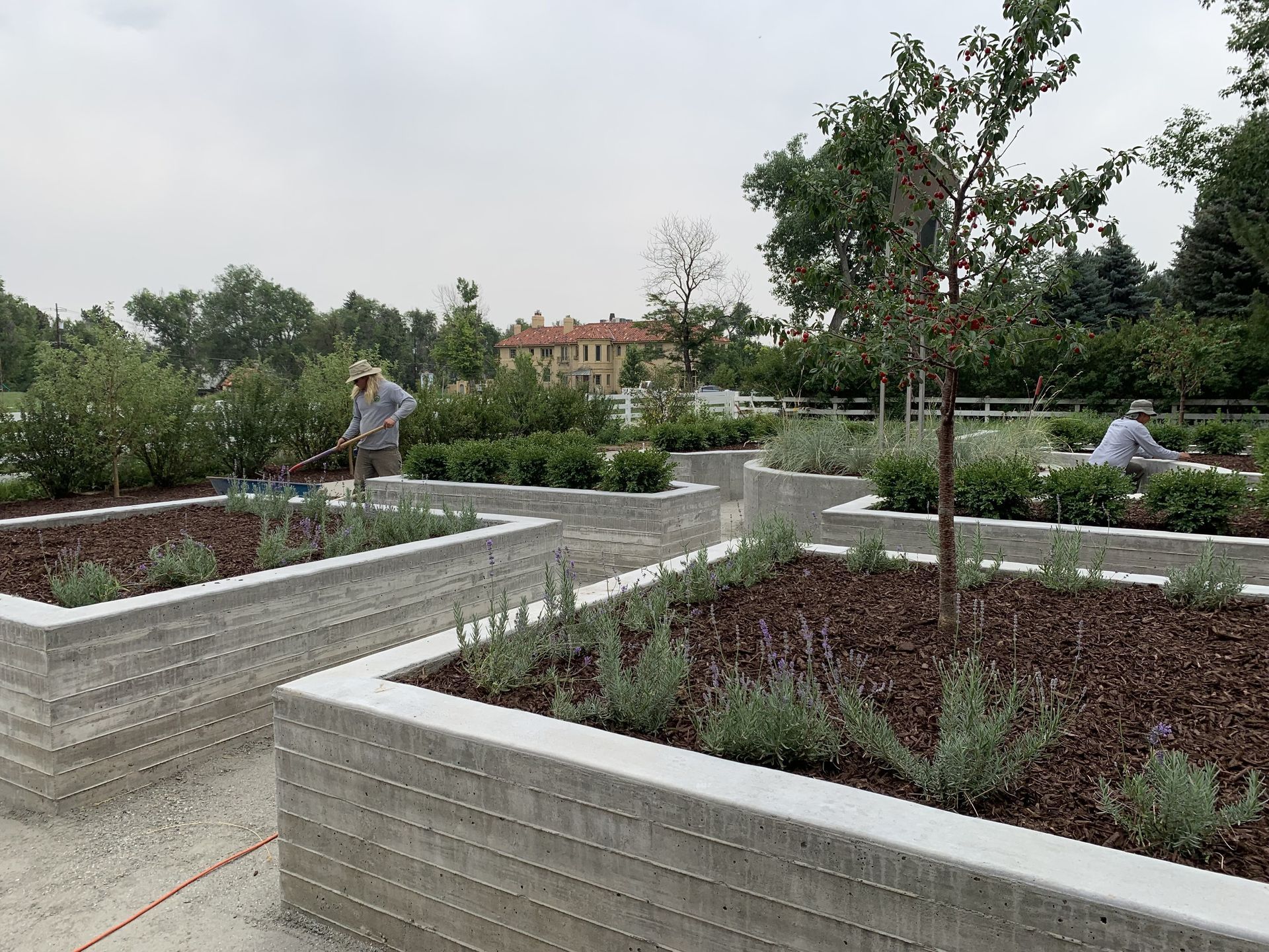 Raised garden beds with people gardening, trees, and a building in the background.