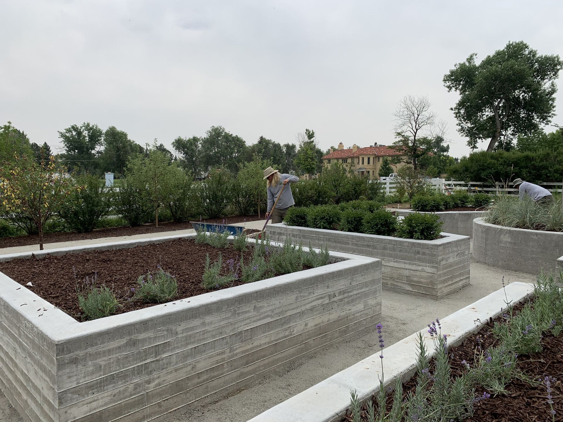 A person tending plants in a modern rooftop garden with concrete planters.