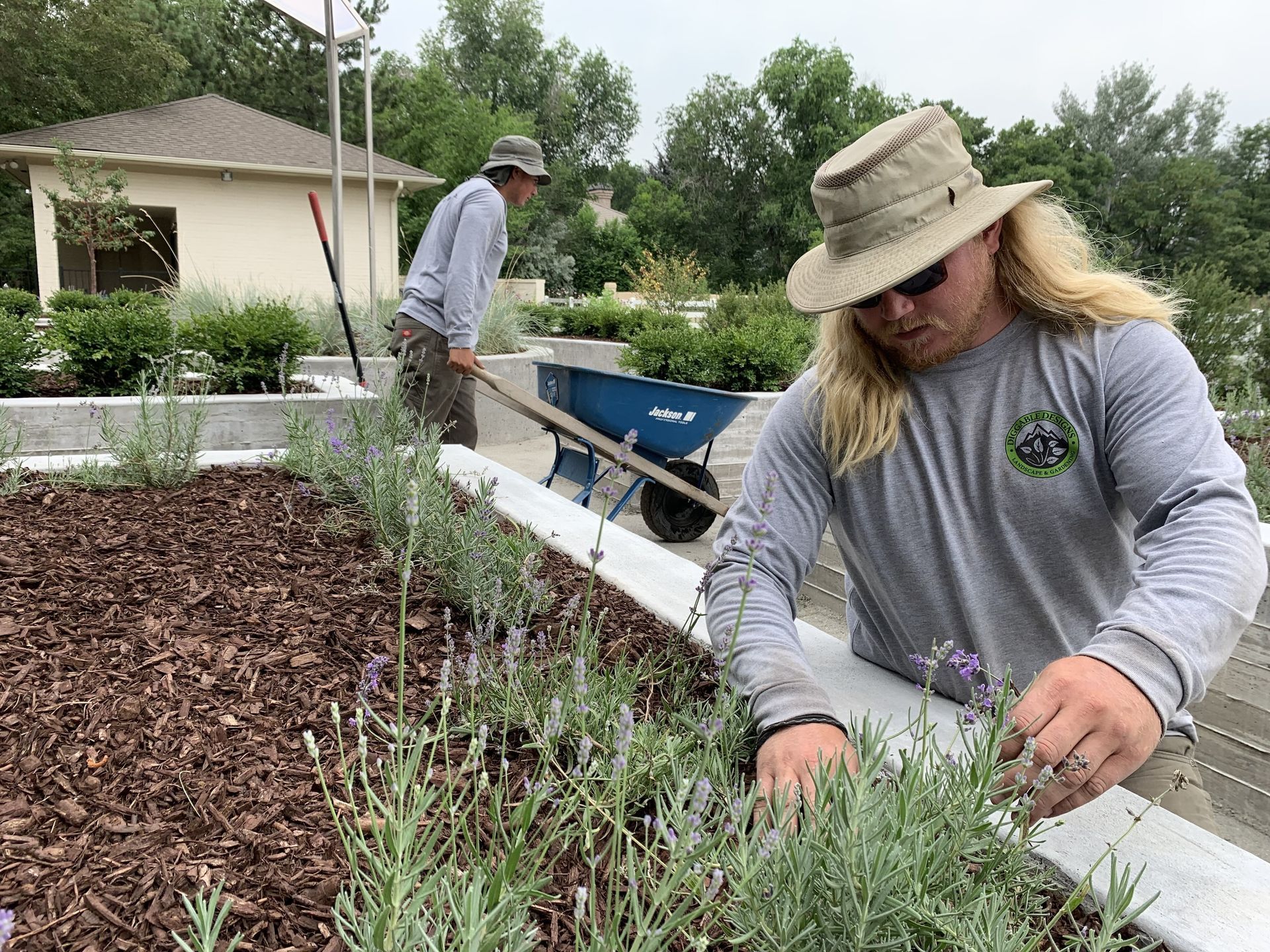 Two people gardening in a raised bed. One prunes lavender, the other uses a wheelbarrow.