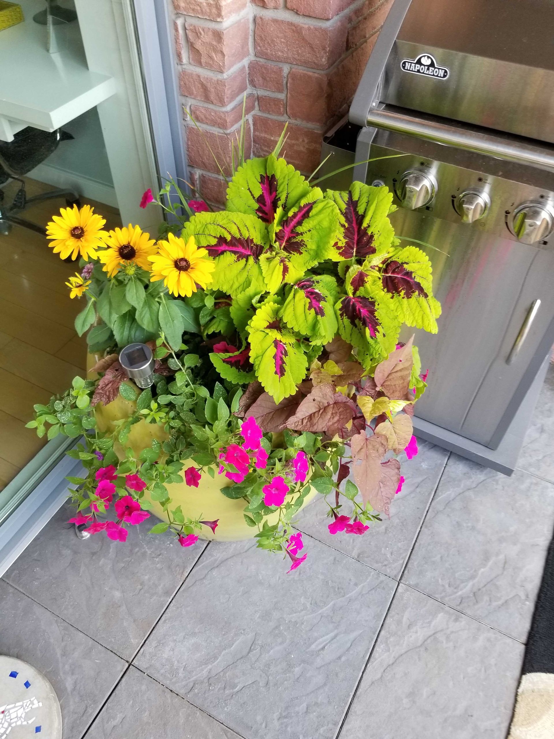 A colorful planter with yellow flowers, coleus, and pink petunias near a brick wall and grill.