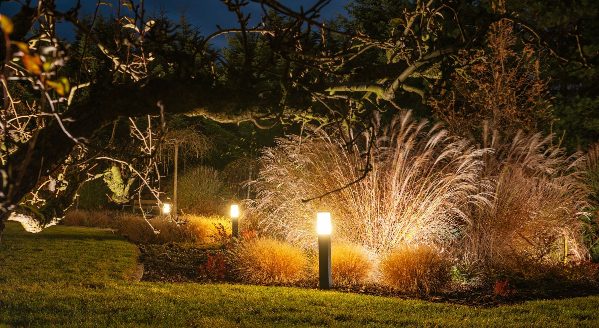 Outdoor garden landscape at night featuring illuminated ornamental grasses and path lights along a grassy lawn.