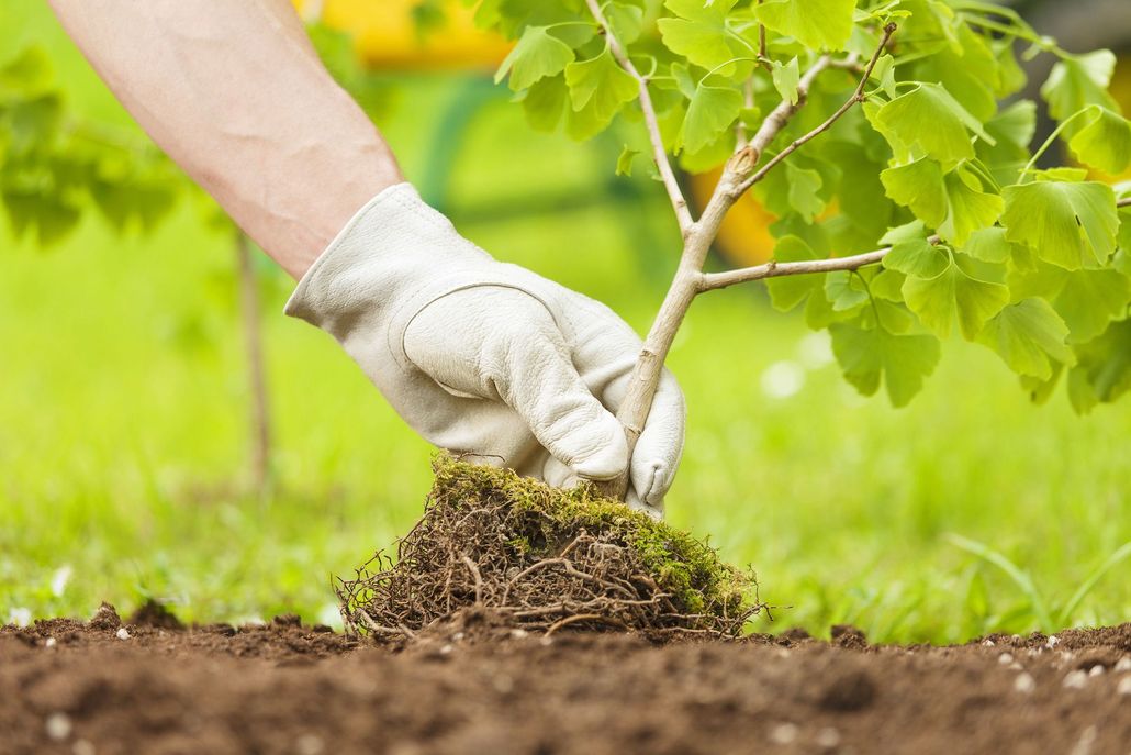 A hand in a gardening glove holds a small sapling with moss-covered roots above dark soil, preparing to plant it.