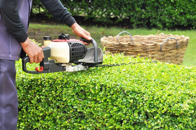 A person using a gas-powered hedge trimmer to shape a green shrub next to a large wicker basket.