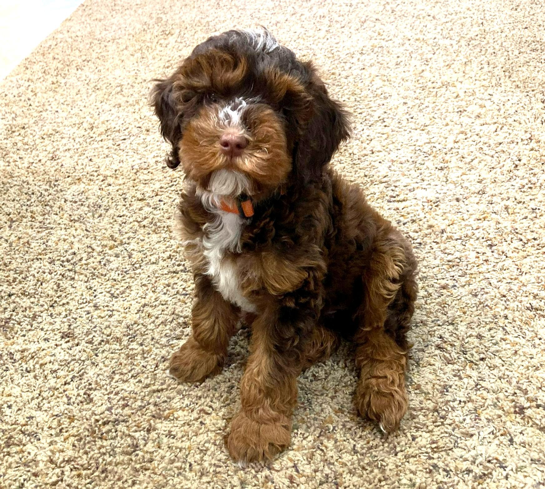 A brown and white puppy is sitting on a carpet