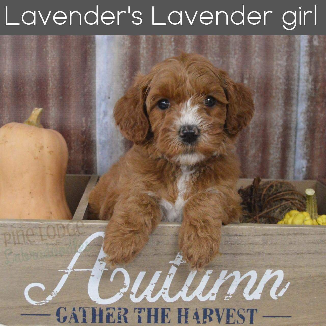 A brown puppy is sitting in a box that says autumn gather the harvest