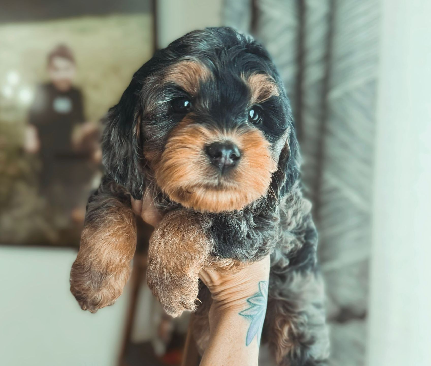 A person is holding a small brown and black puppy in their hand.
