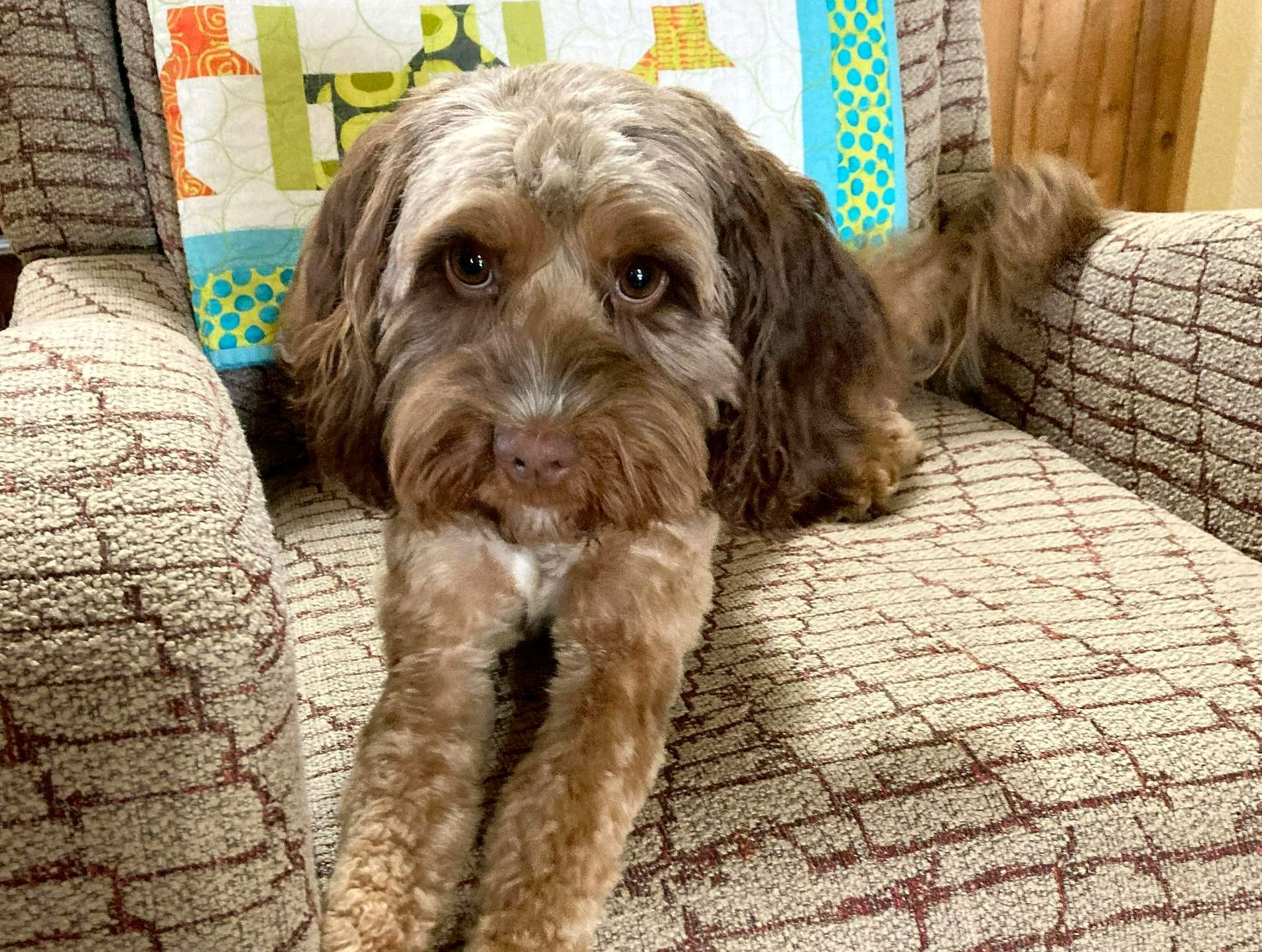A small brown dog is laying on a chair with a quilt on it.