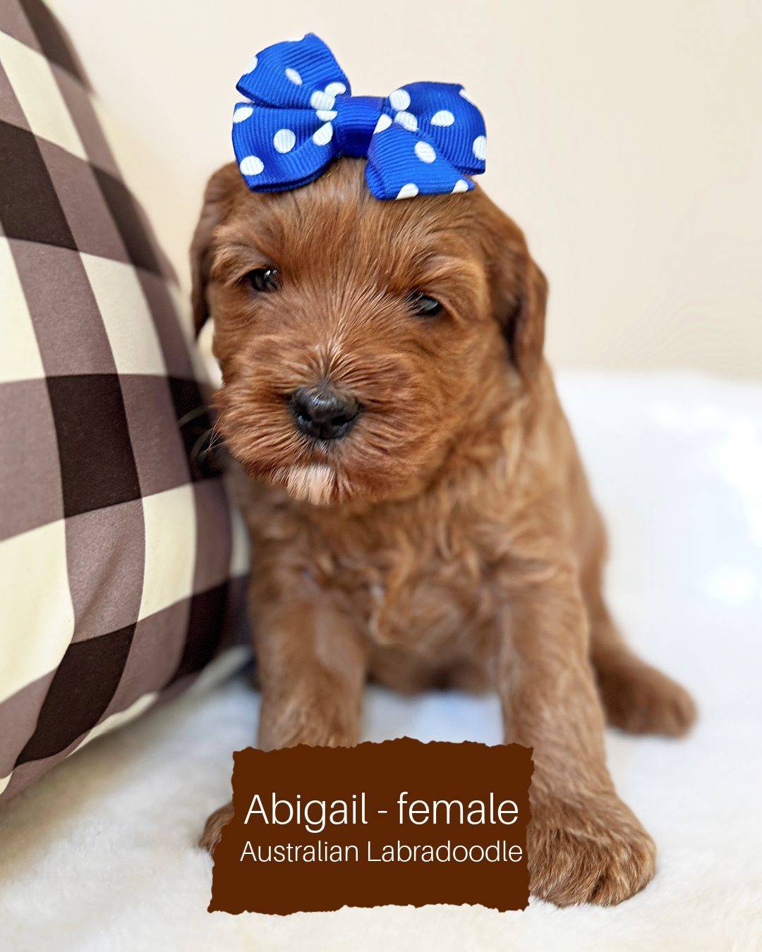 Abigail is a red mini Australian Labradoodle. She has a wavy fleece coat. She is on a white blanket and has a blue and white polkadot bow on her head.