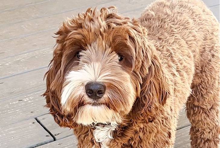 A brown dog is laying on a wooden floor next to a cage.