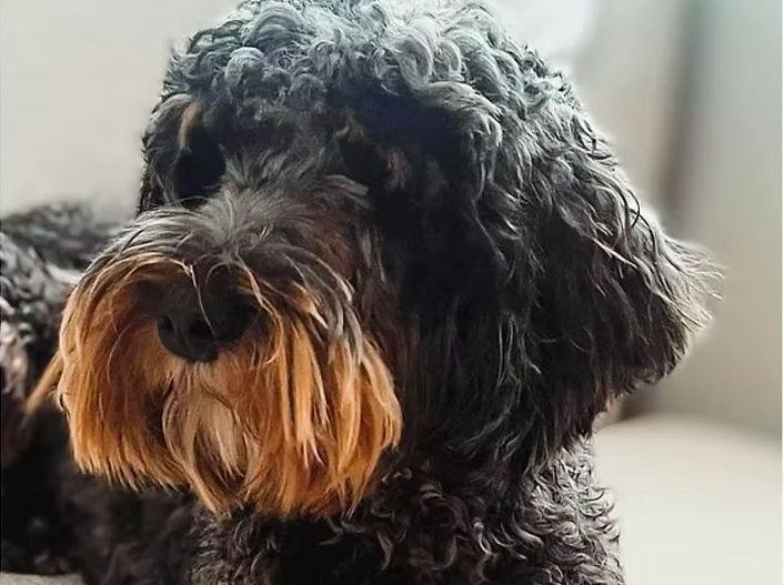 A brown and white dog wearing an orange bow tie
