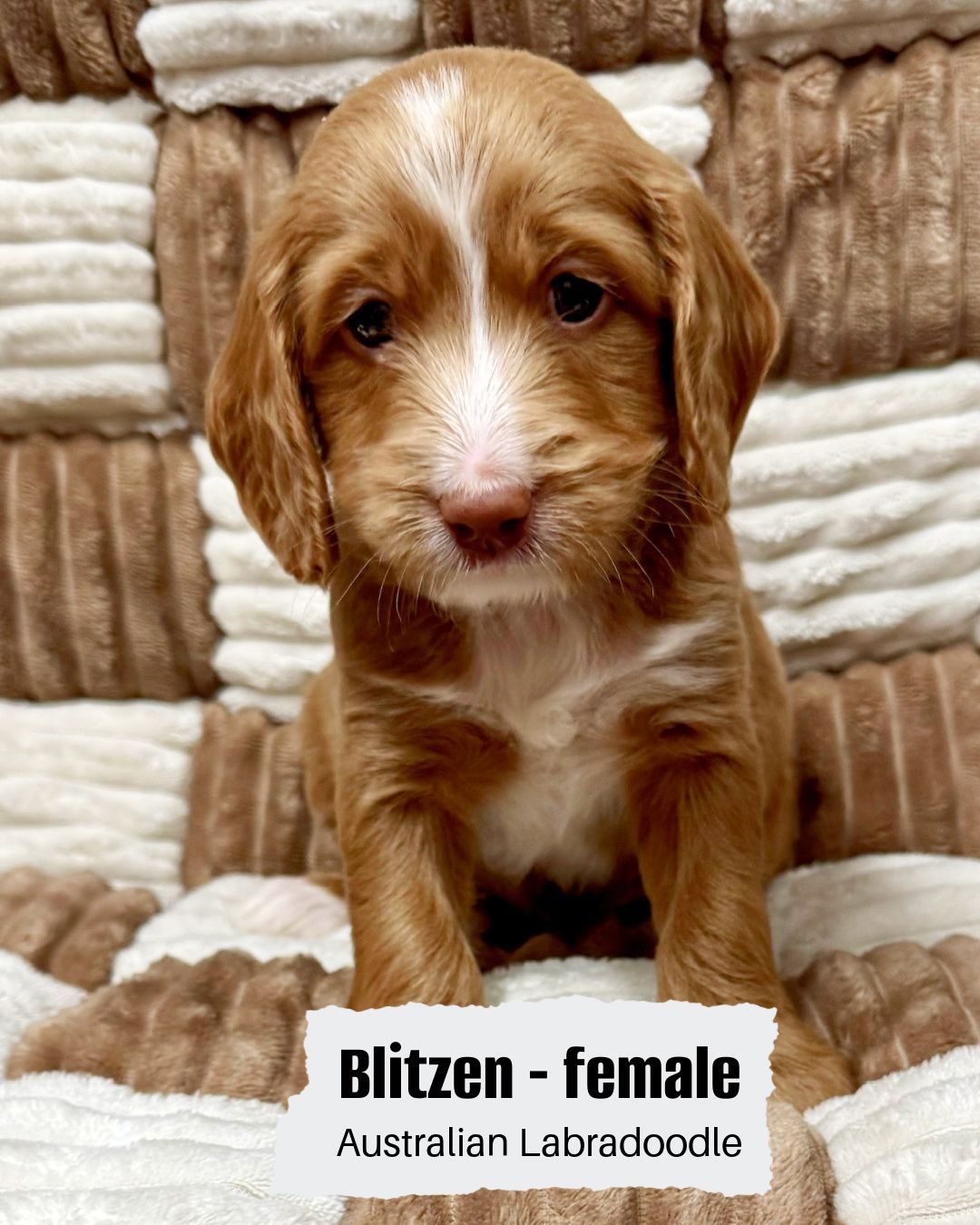 Blitzen is a male, light caramel tuxedo Australian Labradoodle. He is sitting on a white and tan checkered blanket.